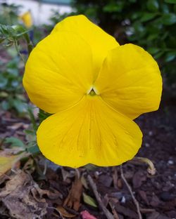 Close-up of yellow flower