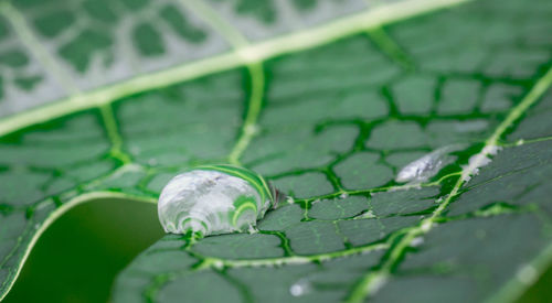 Close-up of water drop on leaf