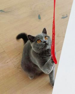 Cat on wooden floor