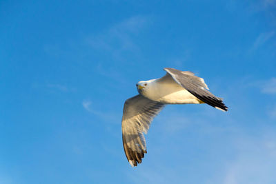 Low angle view of seagull flying