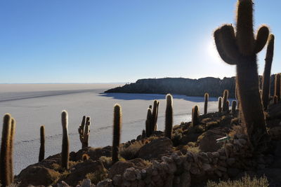 Cactus against salar de uyuni