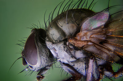 Close-up of fly