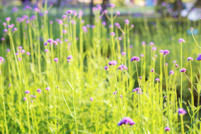 Close-up of purple flowering plants on field