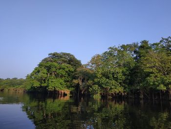 Trees by lake against clear sky