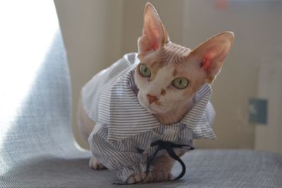 Close-up portrait of cat at home