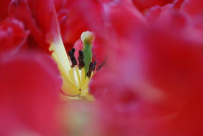 Close-up of fresh pink flower blooming outdoors