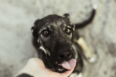 Close-up of hand holding black dog