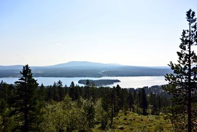 Scenic view of forest against sky