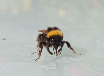 Rescued bumblebee