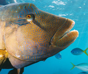 Cheilinus undulatus, maori wrasse humphead fish in australia