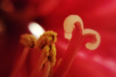 Close-up of red flower