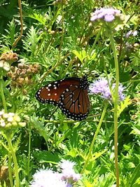 Close-up of butterfly on flower