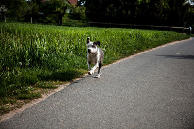 Portrait of a dog on road