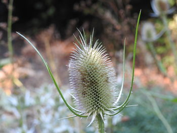 Close-up of succulent plant on field