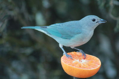 Close-up of bird perching outdoors