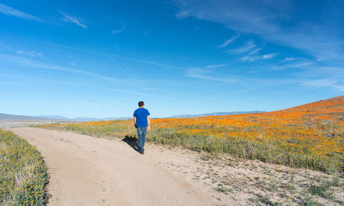 Lone man hiking through the california poppy fields
