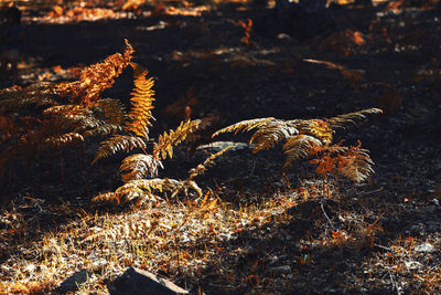 Close-up of plant growing on field