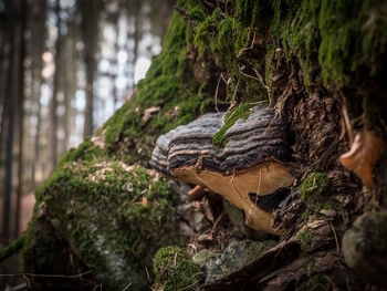 Close-up of tree trunk in forest