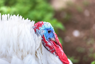 Close-up of peacock