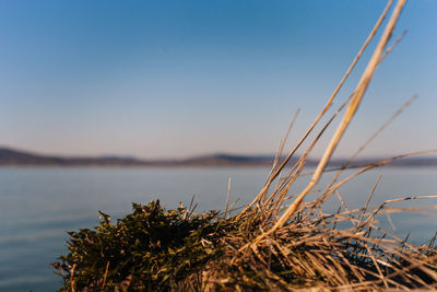 Close-up of plants against sea