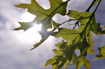 Low angle view of leaves