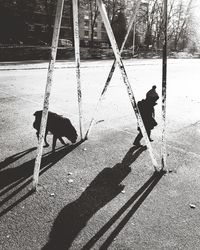 Shadow of dog on road