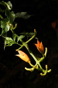 Close-up of flowering plant against black background