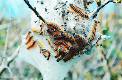 Close-up of insect on tree