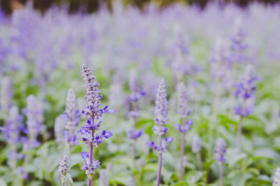 Close-up of purple flowering plants on field