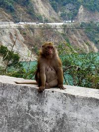 Lion sitting on rock