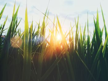 Close-up of wheat growing on field against sky