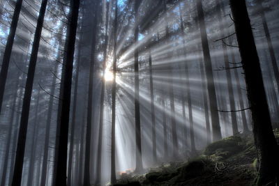Trees in forest
