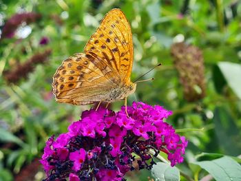 Close-up of butterfly pollinating on purple flower