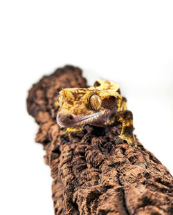 Close-up of lizard
