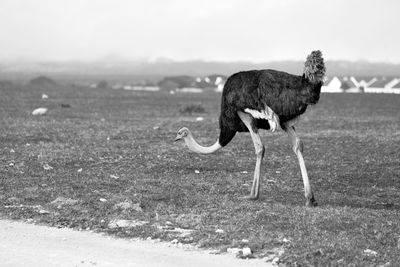 Side view of a bird on a land