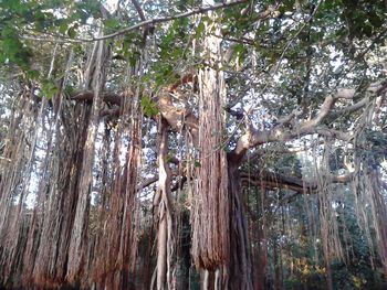 Low angle view of trees in forest