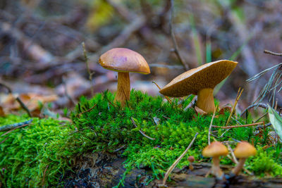 Close-up of mushroom growing on field