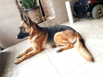 High angle view of dog lying down on floor