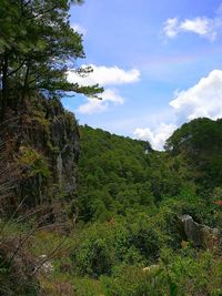 Scenic view of forest against sky