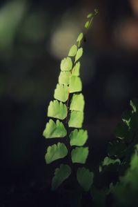 Close-up of green leaves