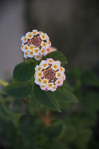 Close-up of flowers