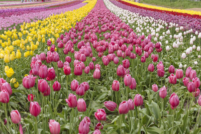 Colorful tulips in field