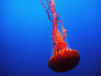 Red medusa swimming in the sea