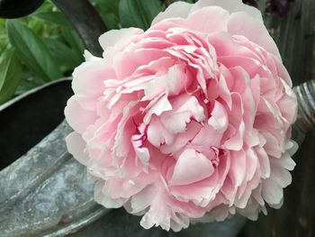 Close-up of pink flower