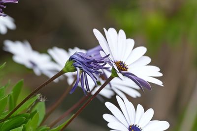 Close-up of honey bee on purple flower