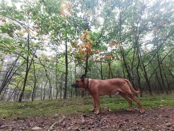 Horse standing in a forest