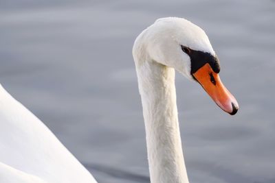 Close-up of swan swimming on lake