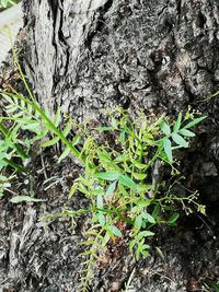 Plants growing on field