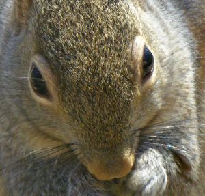 Close-up of cat