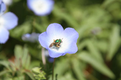 Close-up of insect on purple flower